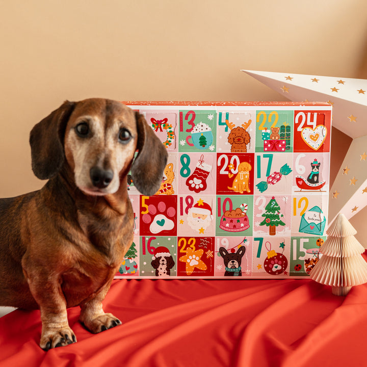 EXCLUSIVE BUNDLE Christmas Advent Calendar for Dogs + Free Iced Biscuit Set