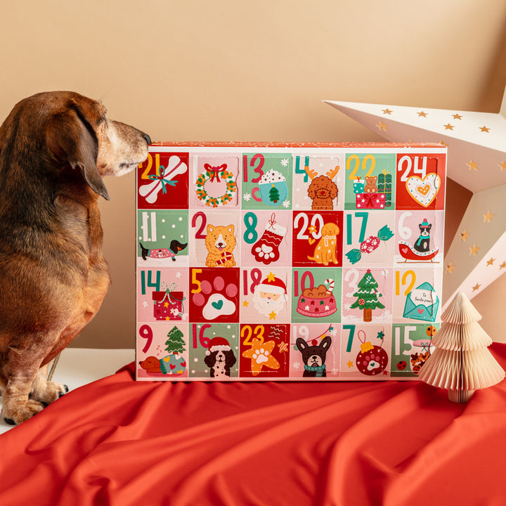 EXCLUSIVE BUNDLE Christmas Advent Calendar for Dogs + Free Iced Biscuit Set