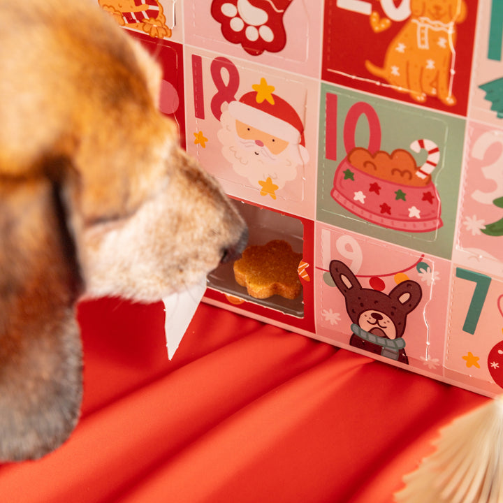 EXCLUSIVE BUNDLE Christmas Advent Calendar for Dogs + Free Iced Biscuit Set
