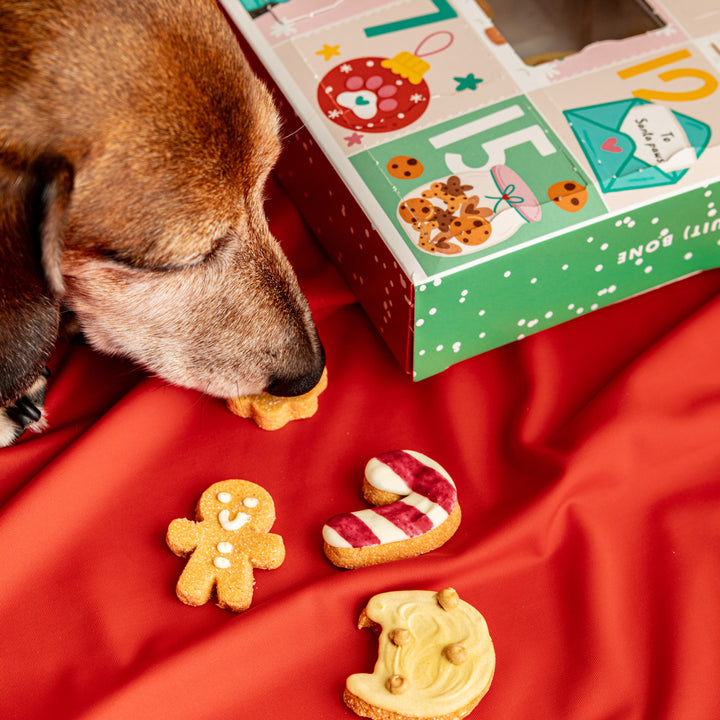 EXCLUSIVE BUNDLE Christmas Advent Calendar for Dogs + Free Iced Biscuit Set