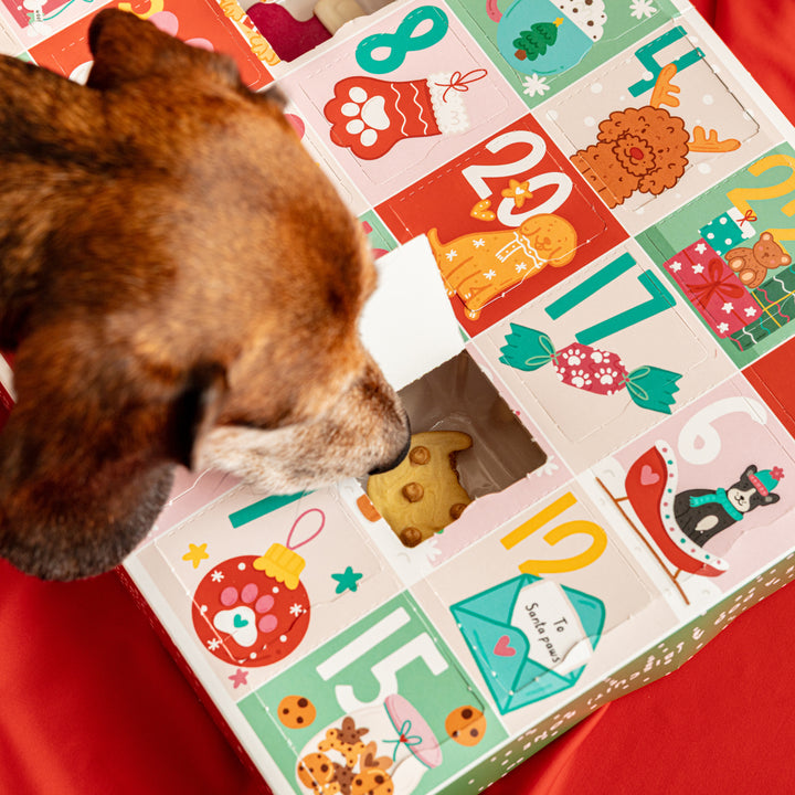 EXCLUSIVE BUNDLE Christmas Advent Calendar for Dogs + Free Iced Biscuit Set