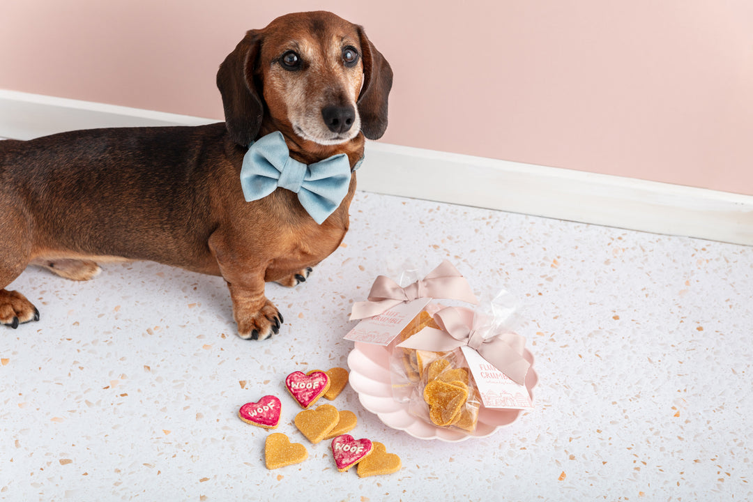 Wedding Favours for Dogs - Wedding SZN is Coming!