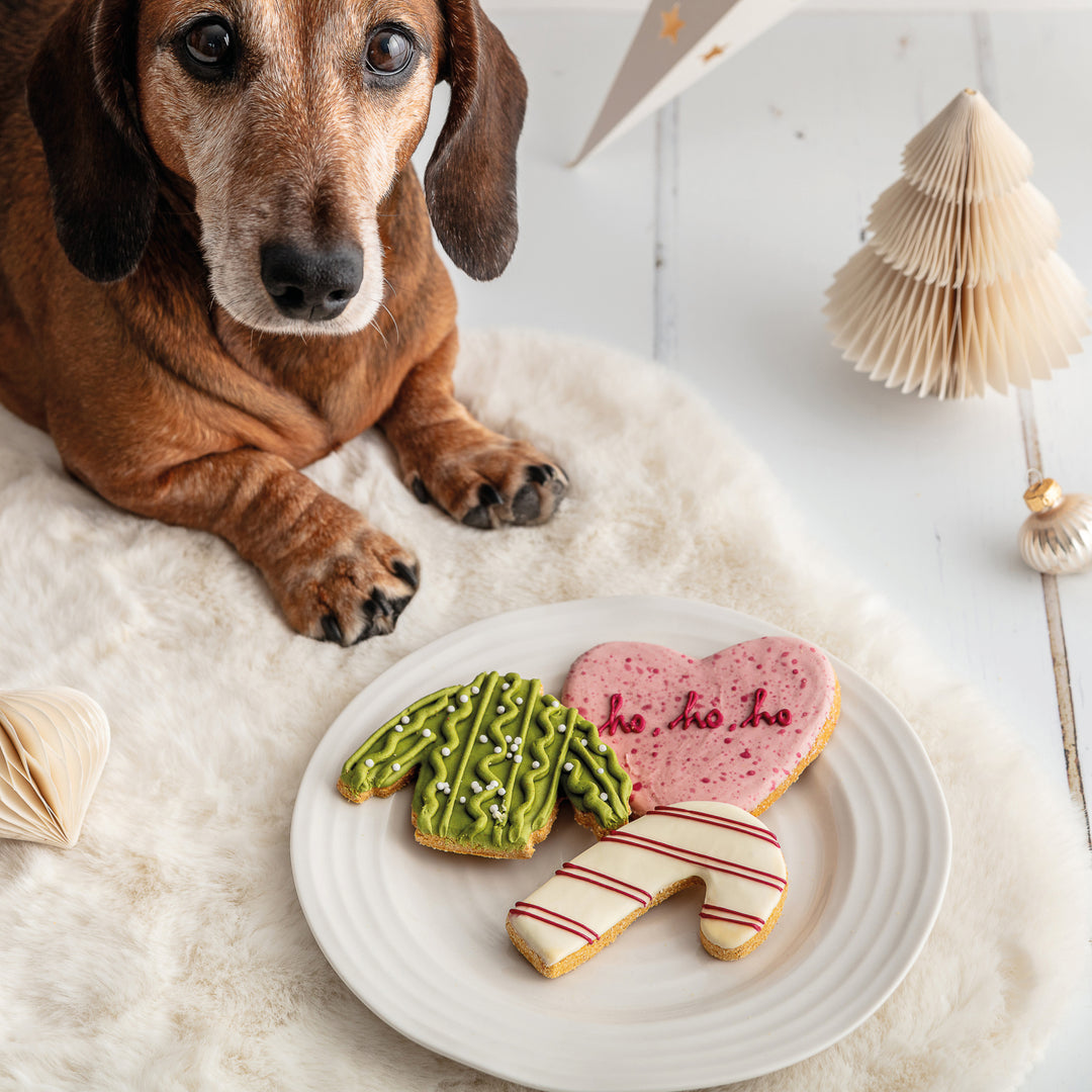 Cozy Christmas Iced Dog Biscuit Set (Pre-order)