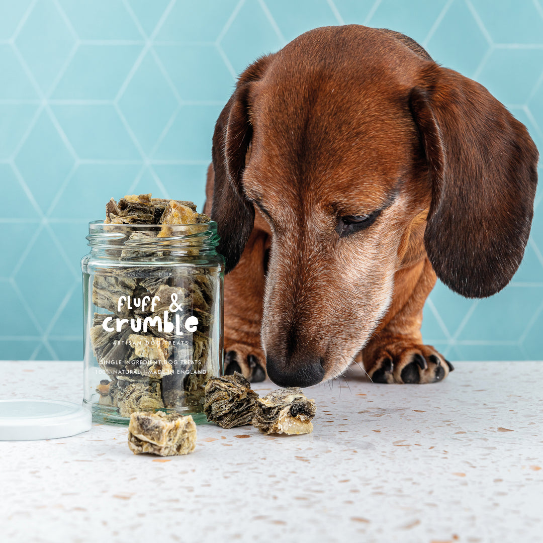 Luxury Whitefish Bites Single Ingredient Dog Treat Jar