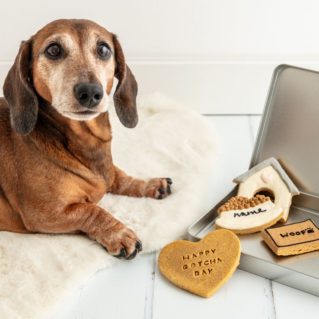 Personalised Gotcha Day Iced Dog Biscuit Treat Tin