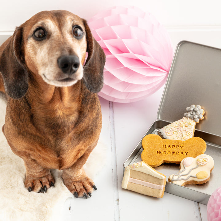 Woofday Iced Dog Biscuit Treat Tin