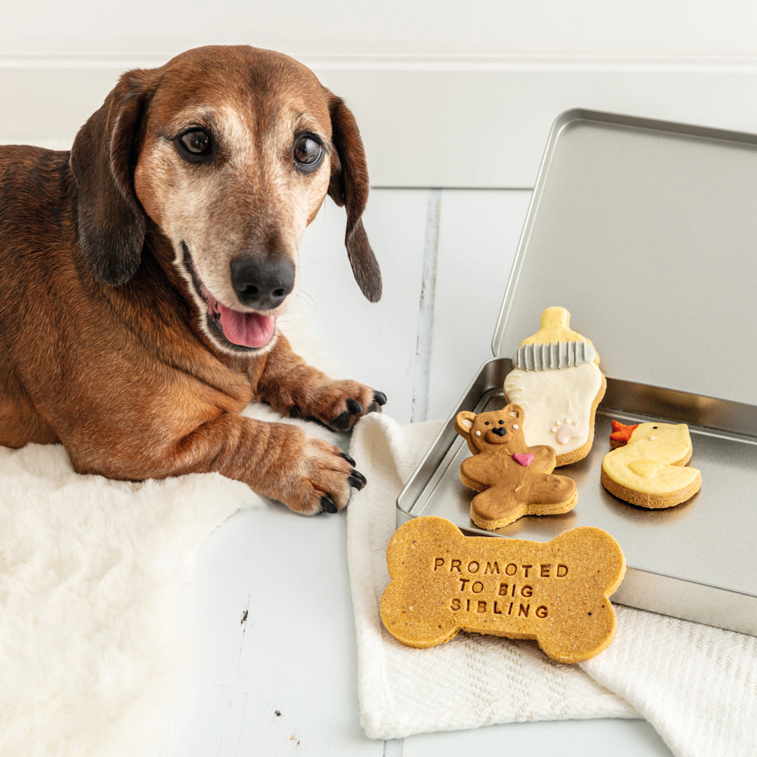 Big Sibling New Baby Iced Dog Biscuit Treat Tin