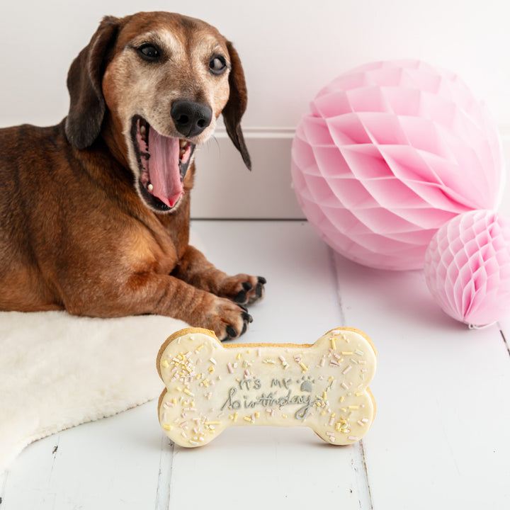 It's My Birthday Sprinkle Iced Dog Biscuit Bone XL