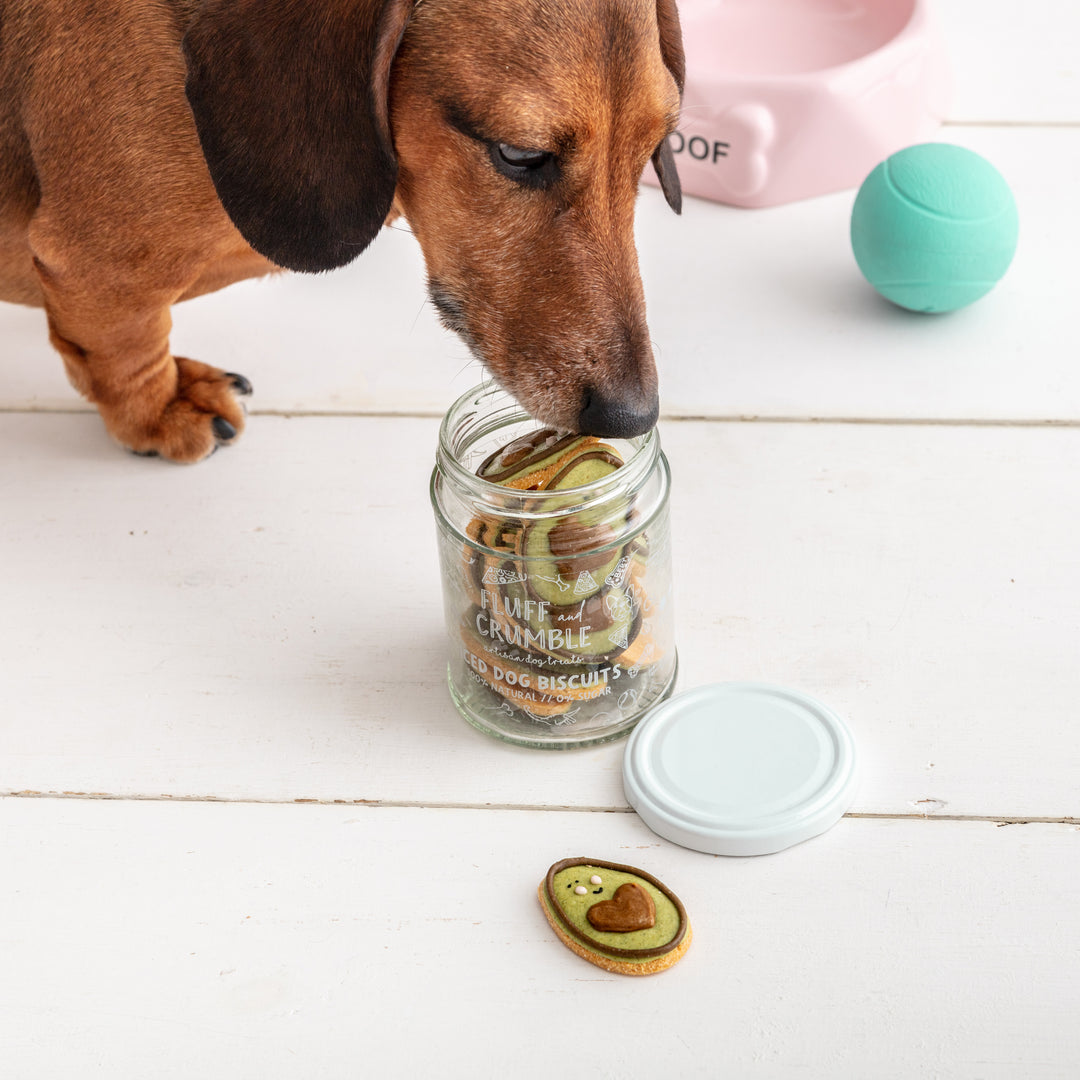 Mini Alan the Avocado Iced Dog Biscuit Jar